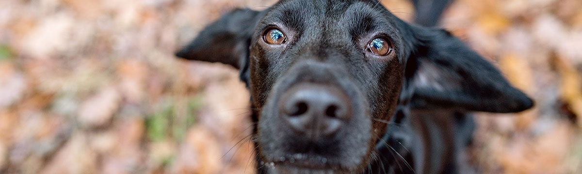 Der Kontakt zu Ihrem Gassi-Service in Hamburg Winterhude, Uhlenhorst, Barmbek, Alsterdorf, Ohlsdorf, Fuhlsbüttel, Langenhorn. Sie brauchen Hundebetreuung? Rufen Sie uns an!