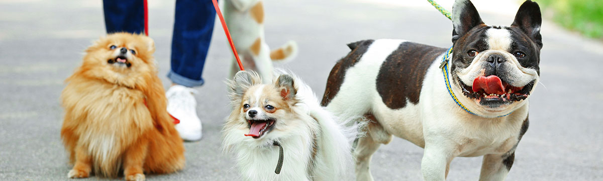 Hundebetreuung in Hamburg Winterhude, Uhlenhorst, Barmbek, Alsterdorf, Ohlsdorf, Fuhlsbüttel, Langenhorn